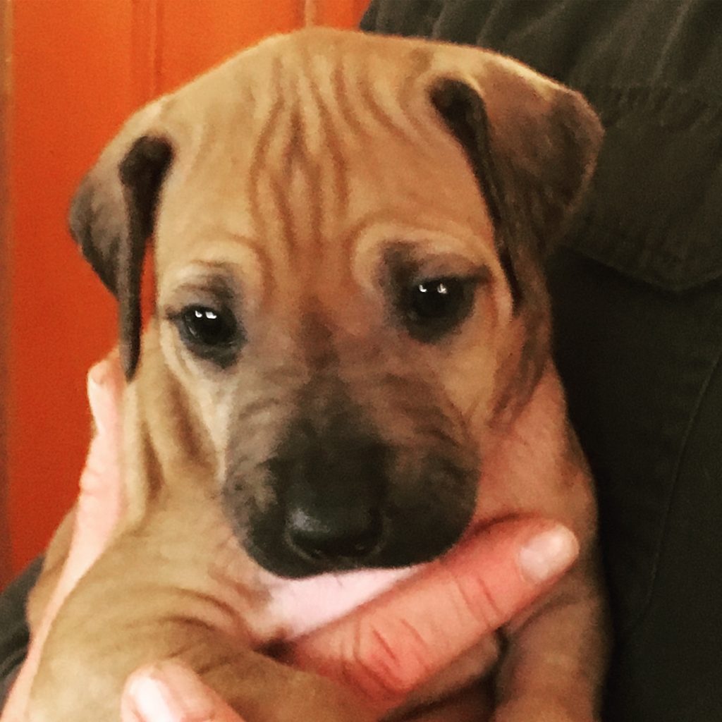 Ridgeback Puppy